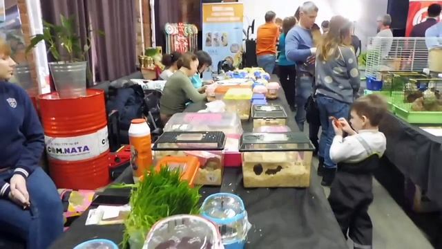 #ВЫСТАВКАГРЫЗУНОВ ЗОО ОЛИМП ПИТЕР 15.03.2020 ГОДА#ХОМЯКИ#ПЕСЧАНКИ#КРОЛИКИ#МОРСКИЕСВИНКИ#ЕЖИ#МЫШИ