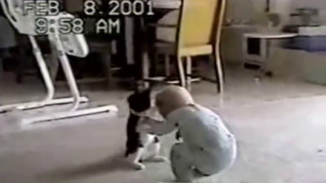 Милые Игры Малыша и Кота - Позитивное Видео. смотреть онлайн