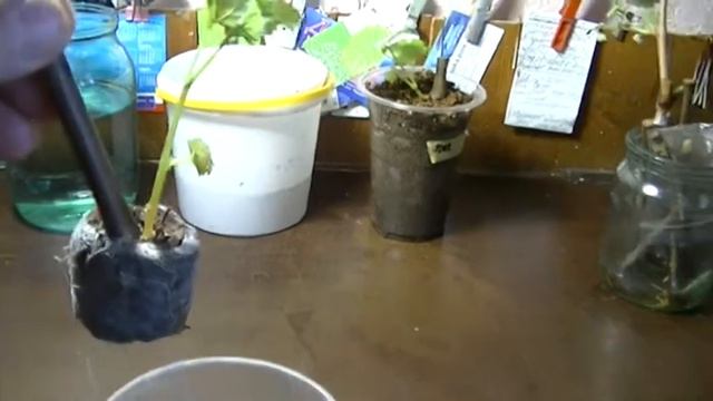 Укоренение одноглазковых черенков винограда.