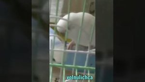 Как подстричь когти у волнистого попугайчика| советы Авроры