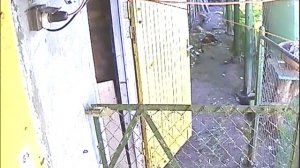 Лиса и куры