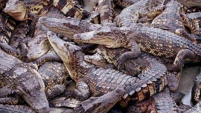 Клип про животных (оригинал) смотреть онлайн