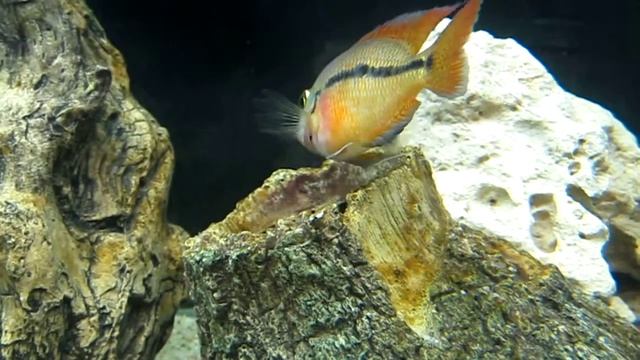 Hypsophrys nicaraguensis 1 / Никарагуанские цихлазомы 1 смотреть онлайн