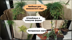 Хвойные растения для каменистого сада. Штамбовые и плакучие формы.