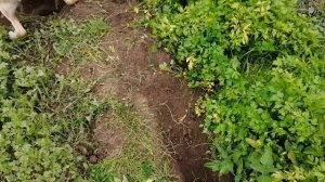 Зверодетки вышли в огород