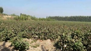 Узбекистан ! ХЛОПОК !!  Сколько зарабатывают на сборе ХЛОПКА !! С чего начинается утро в КИШЛАКЕ !