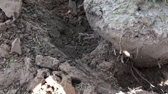 Как правильно выкопать растение