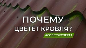 Мох на крыше и почему цветёт металлочерепица?