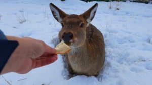 Покормите Бемби. Олени в Подмосковье. Оленья ферма на рыболовной базе отдыха Львово.