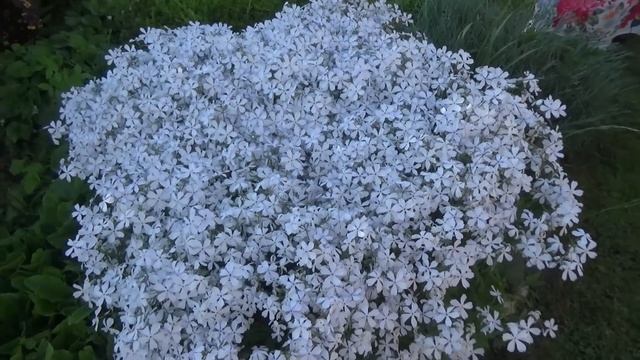 Флокс почвопокровный РАСТОПЫРЕННЫЙ. Лучше, чем флокс  ШИЛОВИДНЫЙ? Посадка, уход, размножение.