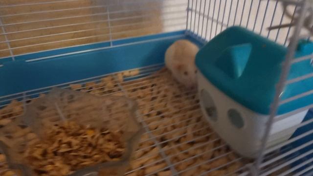 крысы мои питомцы смотреть онлайн