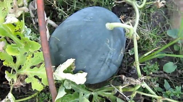 Обзор / Перцы/Арбузы/ Пекинская капуста / прочее смотреть онлайн