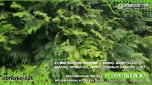 Cтрижка или обрезка туй ☎ +79990008108 Стрижка туй обрезка туй обрезка живой изгороди цена