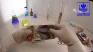 Баклажан Саламандра. Аэлита