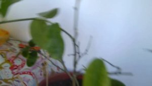 Мандарины и лимон цветут и завязывают плоды