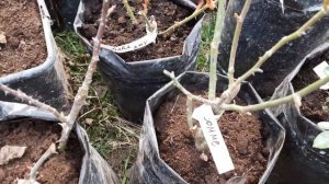 Состояние роз из прикопа//Посаженные в пакеты//11.04.23👋🌹🌹🌹