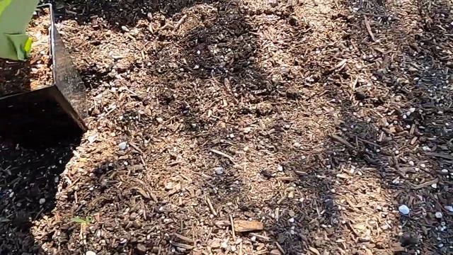 February Garden Tour 2021| Zone 9b California смотреть онлайн