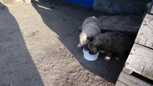 Забавные щенки
