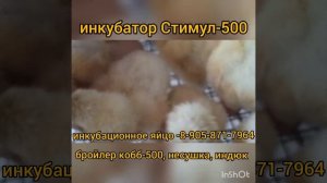 инкубатор Стимул-500, инкубационное яйцо бройлер, индюк, несушка.