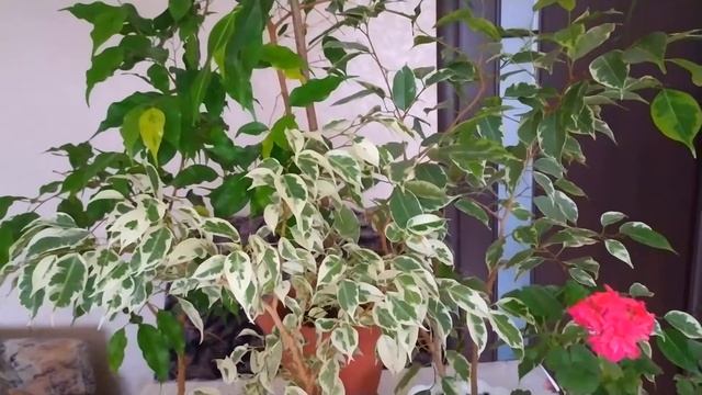 ПОЧЕМУ ФИКУС БЕНДЖАМИНА СБРАСЫВАЕТ ЛИСТЬЯ. ПРИЧИНЫ И СПОСОБЫ УСТРАНЕНИЯ