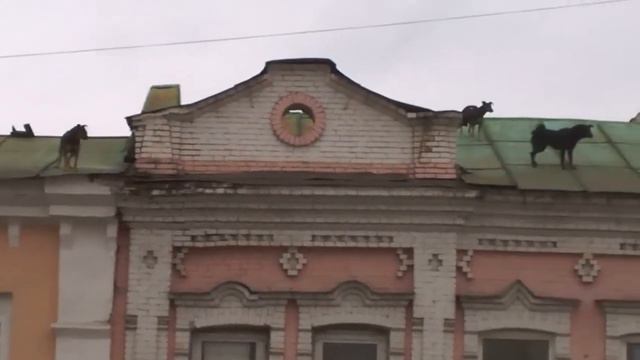 Собаки на крыше напротив Драмтеатра в Пензе смотреть онлайн