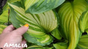 Отвечаю на вопрос подписчицы как хоста Amalia меняет окрас на протяжении сезона...