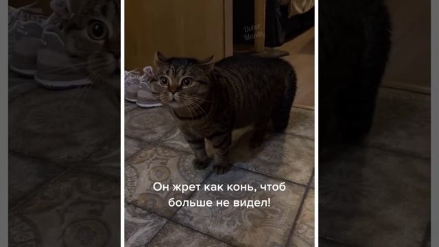 Кот ревнует!