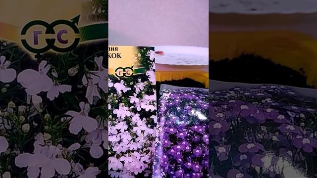 Два способа посадки лобелии