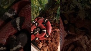 Молочная Синалойская змея, кормление.