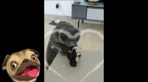 ?Невероятно милые пушистики и милашки!?Смешные Кошки Приколы с Кошками Собаками #11