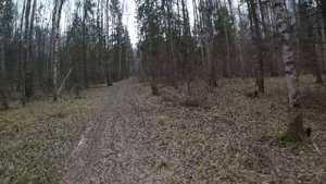 9.6х53 Lancaster по зверю || ОХОТА НА КАБАНА || Wild boar hunting