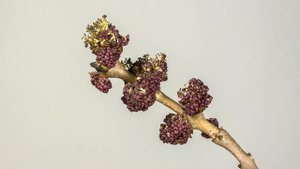 Как сберечь саженцы в подвале! Как сохранить черенки зимой!