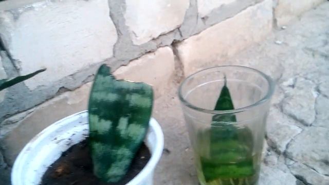 Как цветет тещин язык! смотреть онлайн