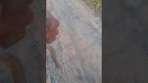 Гадюка степная