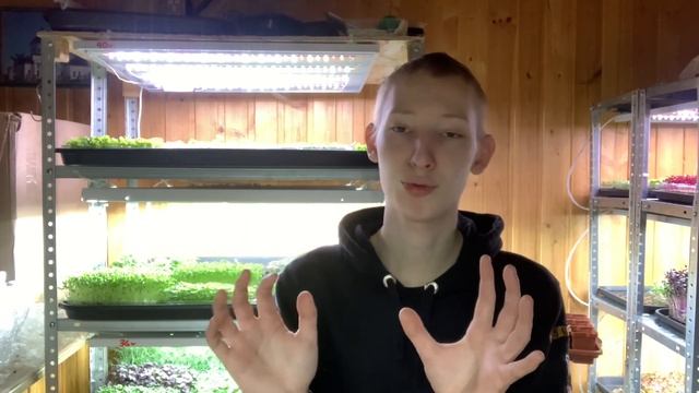 Как вырастить микрозелень кинзы - кориандра? Без плесени! Бизнес микрозелень!
