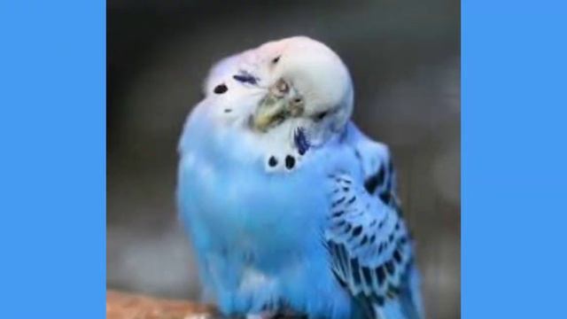 Синие животные ??????? смотреть онлайн