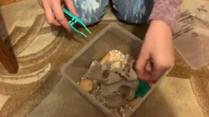 сверчок атакует/кормим эублефаров живыми сверчками