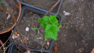 Питомник "Поляна" - рассада и саженцы!