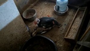 Самец индоутки кроет гуся кубанского