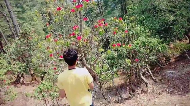 Rhododendron at Daman, Nepal смотреть онлайн
