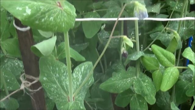 Липосам горох смотреть онлайн