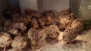 Перепела Феникс. Содержание, корм, поилка для птенцов.