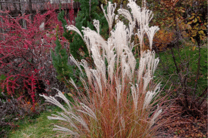 Мискантусы. Обрезка весной (Miscanthus. How to prune)