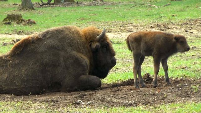 Приокско-Террасный биосферный заповедник, питомник зубров и бизонов смотреть онлайн