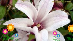 Клематис гибридный Принцесса Кейт. Краткий обзор, описание характеристик clematis Princess Kate