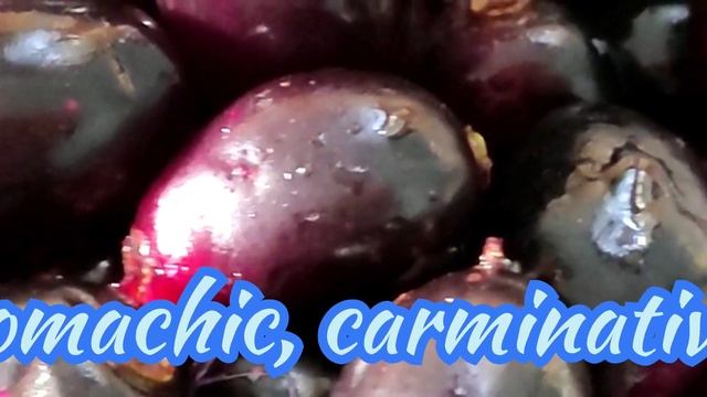 Syzygium cumini - Java Plum(Naavar Pazham) - Fruit of Gods смотреть онлайн