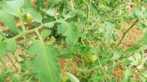 Томат гавайский ананас .