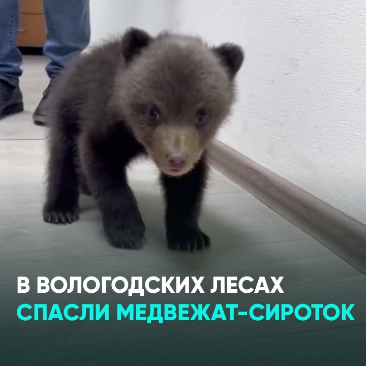 Медведь кидал. Брошенный мишка. Медведи в Вологодской области. Медведь альбинос спасенный.