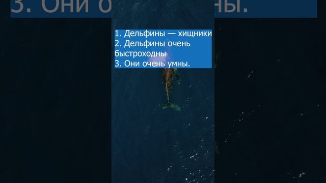 Топ факты о Дельфин ???????