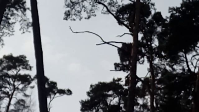 Как стучит дятел#1 смотреть онлайн